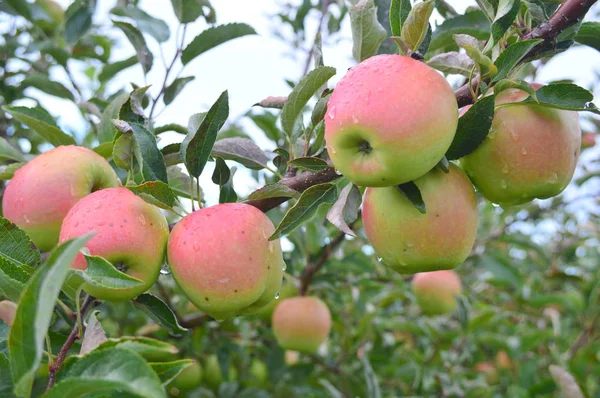 Jonathan Alma-ez a fotó került sor Jonamac Apple Orchard Máltán, Illinois — Stock Fotó