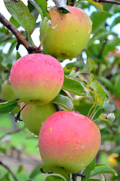 Manzanas Honeycrisp - Esta foto fue tomada en Jonamac Apple Orchard en Malta, Illinois — Foto de Stock
