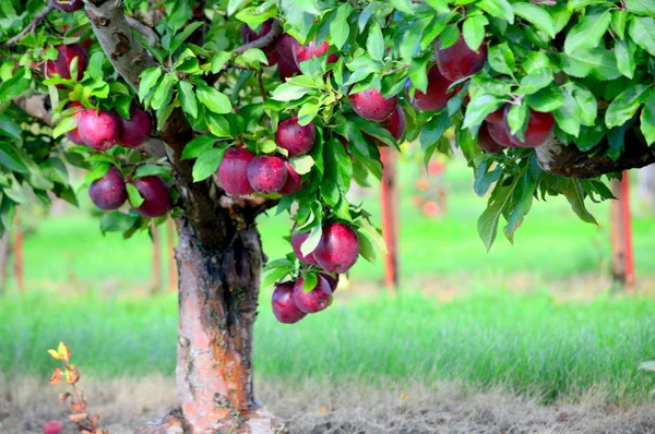 Apple Tree w: Jonamac Orchard — Zdjęcie stockowe