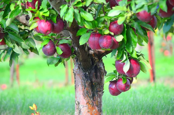 Apple Tree-ez a fotó került sor Jonamac Apple Orchard Máltán, Illinois — Stock Fotó