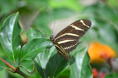Zebra Longwing - Botanik Bahçesi Illinois bu fotoğraf çekildi