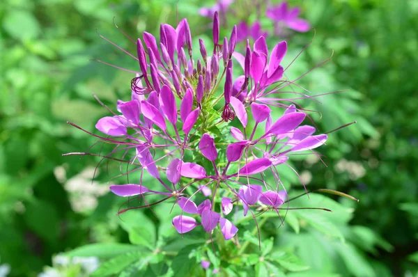 Cleome nemzetség Hasslerana virág — Stock Fotó