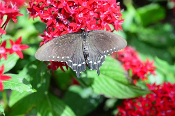 Pipewine Swallowtail Papillon — Photo
