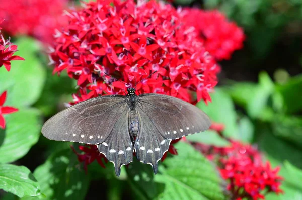 Pipewine Swallowtail Kelebek kırmızı çiçek — Stok fotoğraf