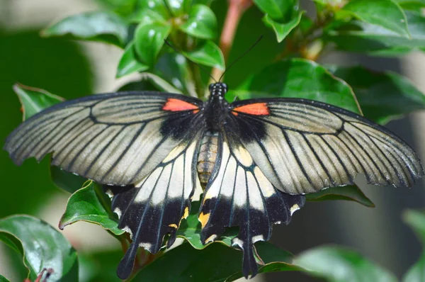 大蝴蝶-这张照片是在伊利诺伊州的植物园拍摄的 — 图库照片