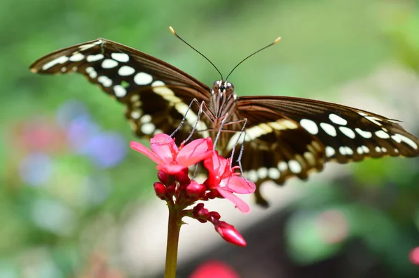 Primer plano de la mariposa - Esta foto fue tomada en el jardín botánico en Illinois — Foto de Stock