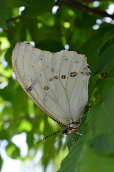 Beyaz Morfo kelebek — Stok fotoğraf