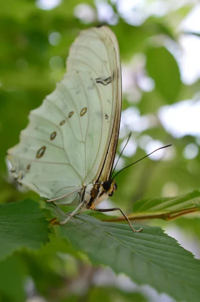 Beyaz Morfo kelebek — Stok fotoğraf
