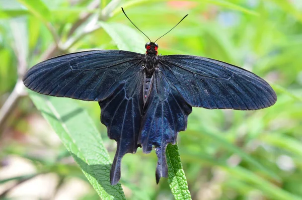 Pembe gül kelebek — Stok fotoğraf