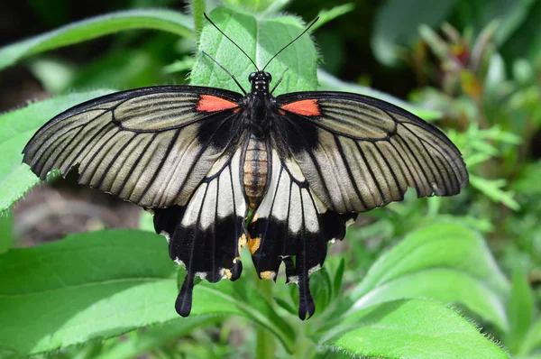 Re Farfalla sulla pianta — Foto Stock