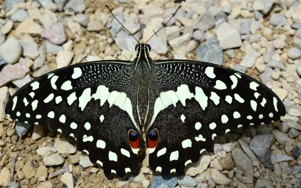 Orchard swallowtail kelebek — Stok fotoğraf