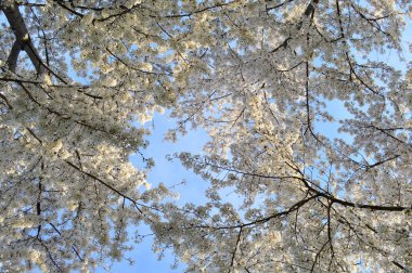 Washington Dc yıllık Cherry Blossom Festivali
