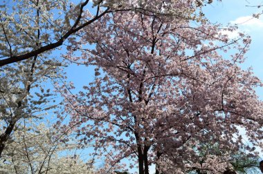 Washington DC 'de güzel bir kiraz çiçeği