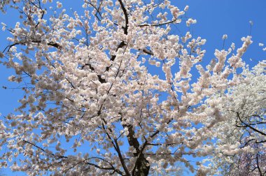 Kiraz çiçekleri Washington DC.