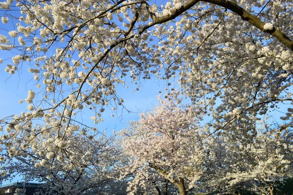 Annual Cherry Blossom Festival — Stock Photo, Image