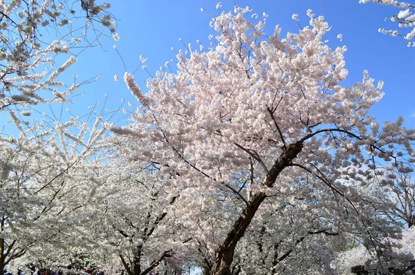 Cherry Blossom Spectacular of Washington D.C. — Stock Photo, Image