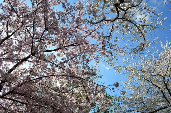 Washington'daki pembe kiraz çiçekleri 