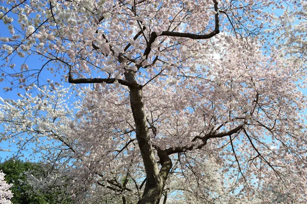 Belle fête de la fleur de cerisier à Washington DC — Photo