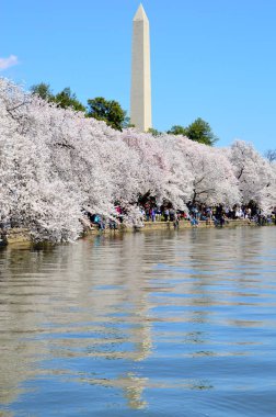 Washington Dc, Columbia, Amerika Birleşik Devletleri - 11 Nisan 2015: Kiraz çiçeği Sp