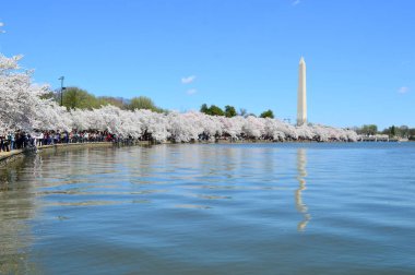 Washington Dc, Columbia, Amerika Birleşik Devletleri - 11 Nisan 2015: Kiraz ağaçları 