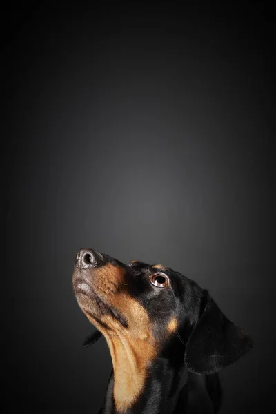 Teckel opzoeken Stockfoto