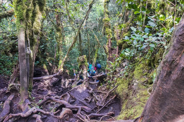 Escursionista sul monte Irau — Foto Stock