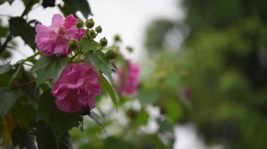 Pamuk Ses ile yağmurlu gün çiçek (Hibiscus mutabilis L) su damla gül