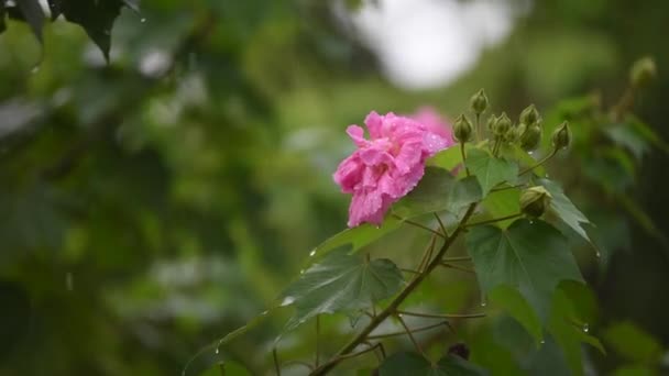 棉花在雨天，声音与玫瑰一朵 （芙蓉 L） 与水滴 — 图库视频影像