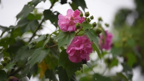 Baumwollrosenblüte (Hibiscus mutabilis l) mit Wassertropfen bei Regen, mit Geräuschen — Stockvideo