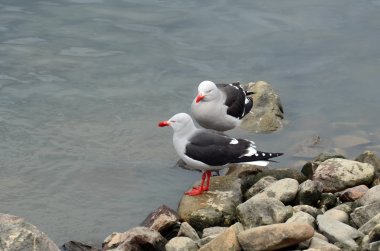  Dominik martı da bilinen varek martı (Larus dominicanus),.