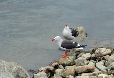  Dominik martı da bilinen varek martı (Larus dominicanus),.