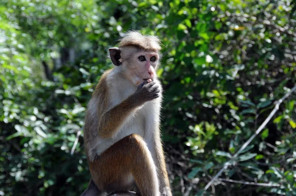 A Ceylon szigeten a majom. — Stock Fotó