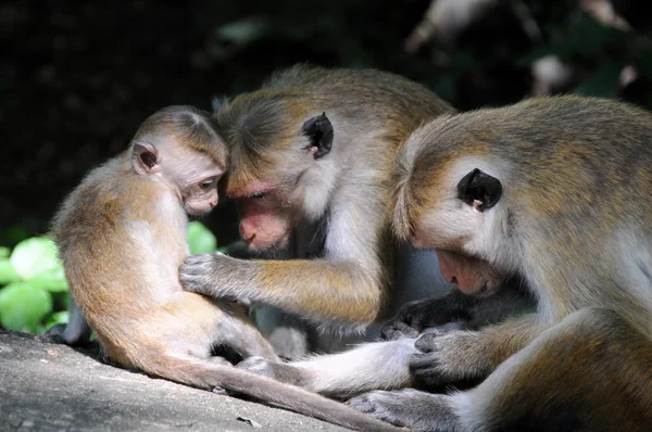 Monos de tareas familiares de la isla de Ceilán . —  Fotos de Stock