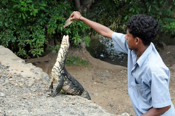 Unknown male feeds the monitor lizard on the island of Ceylon. — Stock Photo, Image