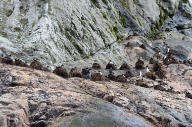  İç içe geçme karabatak buzul Nena.