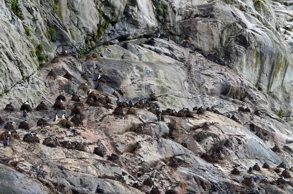 Anidación de cormoranes Glaciar Nena . —  Fotos de Stock