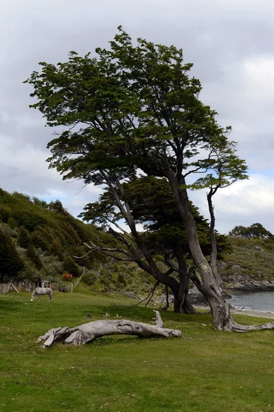 Národní Park "Tierra del Fuego". — Stock fotografie