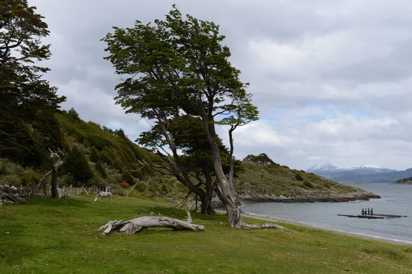 Le parc national "Tierra del Fuego " — Photo