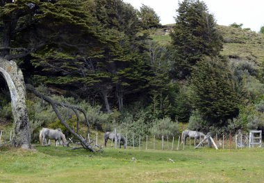  Tierra del Fuego Milli Parkı.