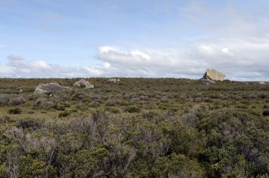 Tierra del Fuego buzul izleri.