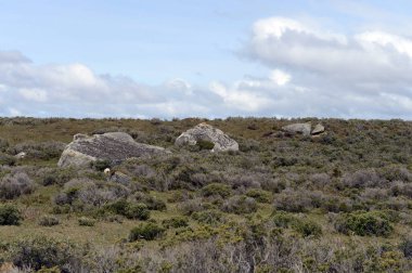  Tierra del Fuego buzul izleri. 