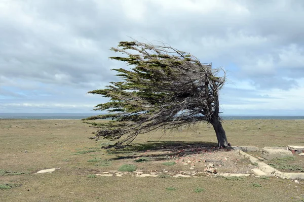 Tierra del Fuego adalar ağacında. — Stok fotoğraf