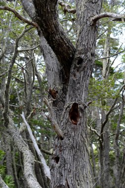  Magellan orman içinde Milli Parkı, Tierra del Fuego.