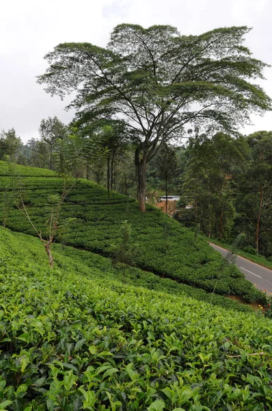 Çay plantasyon içinde Ceylon.