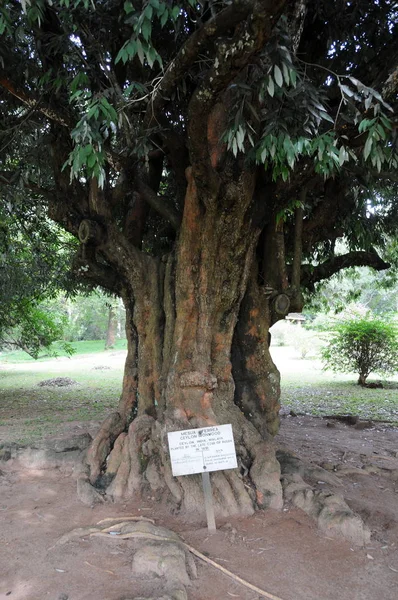 Iron tree planted by Russian Tsar Nicholas II in the Royal Botanical gardens during a visit to the island of Ceylon. — Stock Photo, Image