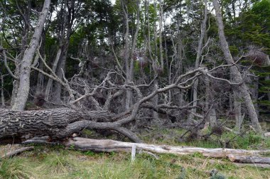  Macellan orman Tierra del Fuego adalar Navarin Island üzerinde.