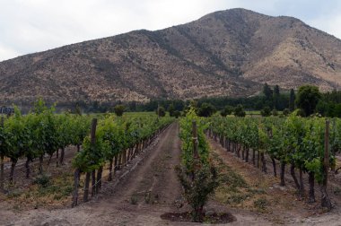  Bağ Şili şaraphane Santa Rita.