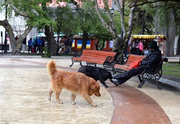 Bezdomny pies na ulicy w mieście Punta Arenas. — Zdjęcie stockowe