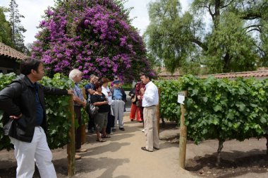 Şaraphane Santa Rita bağ gezi.