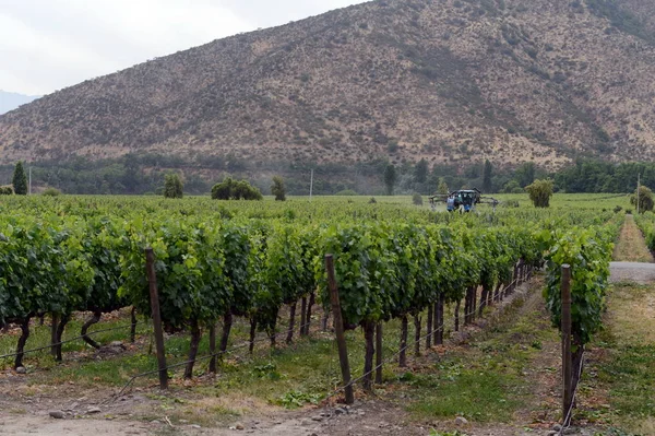 Виноградник чилійський Винзавод Санта Рита. — стокове фото